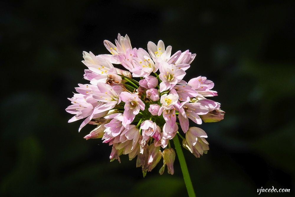 Ajo de brujas (Allium roseum)
