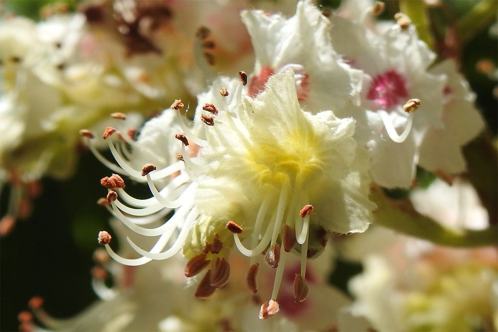 Detalle de una flor de castaño