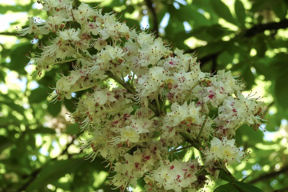 Flor del castaño de Indias (Aesculus hippocastanum)