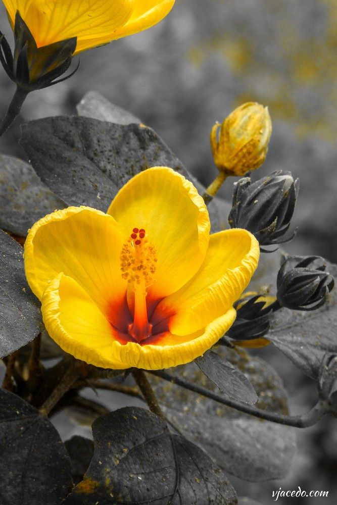 Hibisco amarillo (Hibiscus)