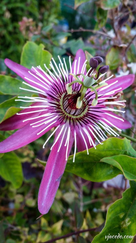 Passiflora Incarnata
