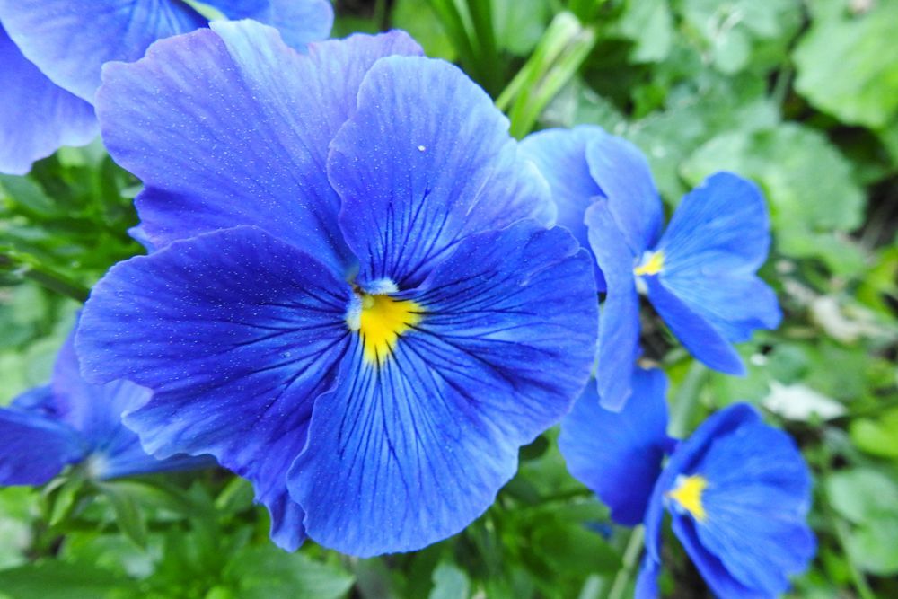 Pensamiento azul (Viola tricolor)